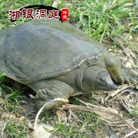 優(yōu)質(zhì)湘銀洞庭外塘放養(yǎng)甲魚 甲魚 中華鱉 團魚 水魚（1.5-2斤）